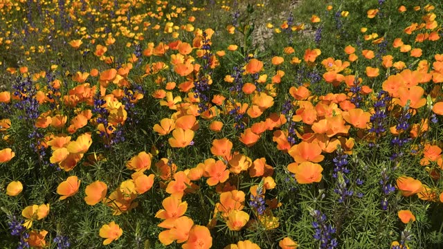 Desert wildflowers with Poppies and Lupines