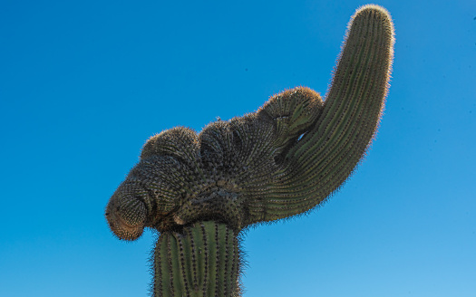 Saguaro cactus in the Arizona desert