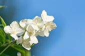 White jasmine in the garden