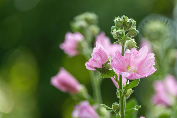 istock Background image of the pink flowers 2061449546