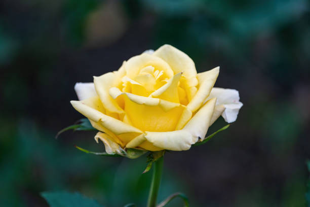 Beautiful yellow rose in the garden, close-up shot.