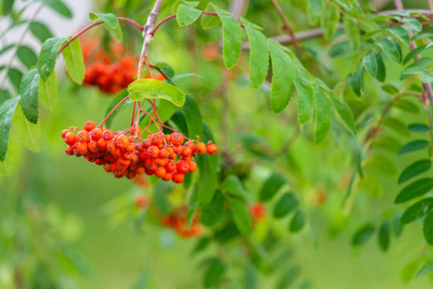Sandalwood and its seeds in Termessos National Park
