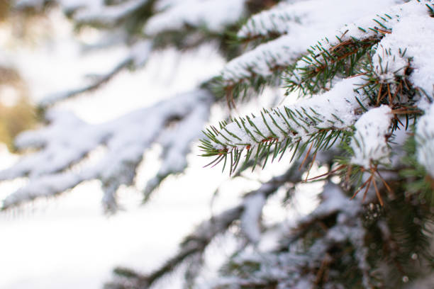 istock Snow on fir branches. Mountain nature concept. 2061454319