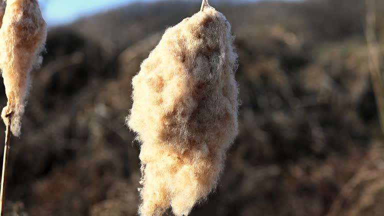 Marshland Serenity: Cattail Seed Drift in Spring's Embrace