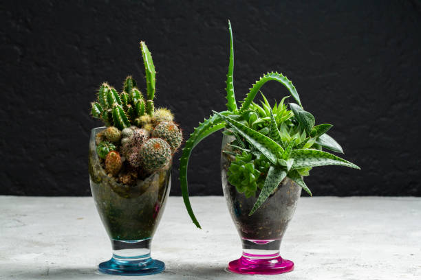 istock Succulent Plants and Cacti in Recycled Broken Canopy 2061471835