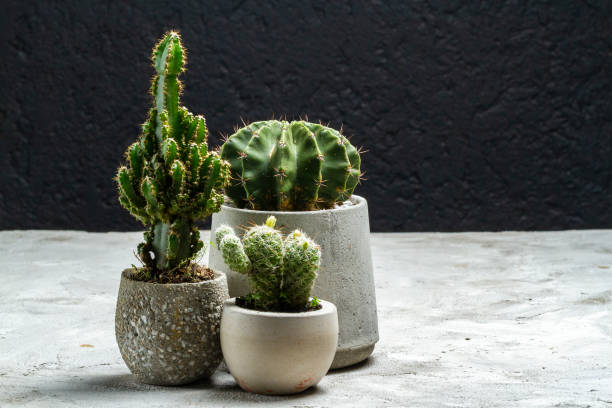 istock Beautiful cacti in cement pots, space for text 2061472390