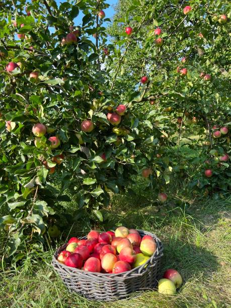 istock Picking harvest in the apple orchard. 2061474549