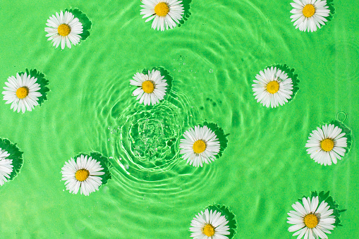 Abstract view of daisy flowers floating on rippled green water. Springtime flowers concept.