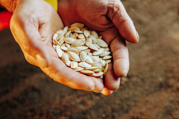 istock Top view of weathered hands holding a seed, getting ready to plant 2061526584