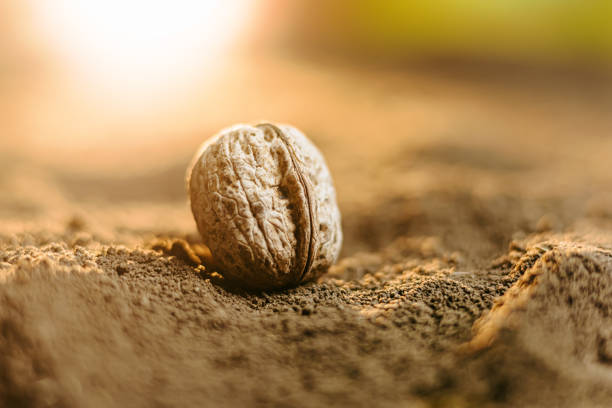 A stunning close-up of a single walnut seed nestled in nutrient-rich soil, surrounded by fallen leaves on the ground.