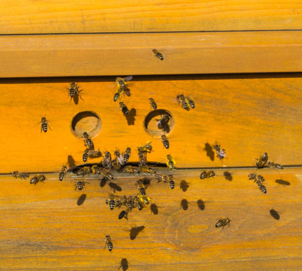 Bee Farms Summer