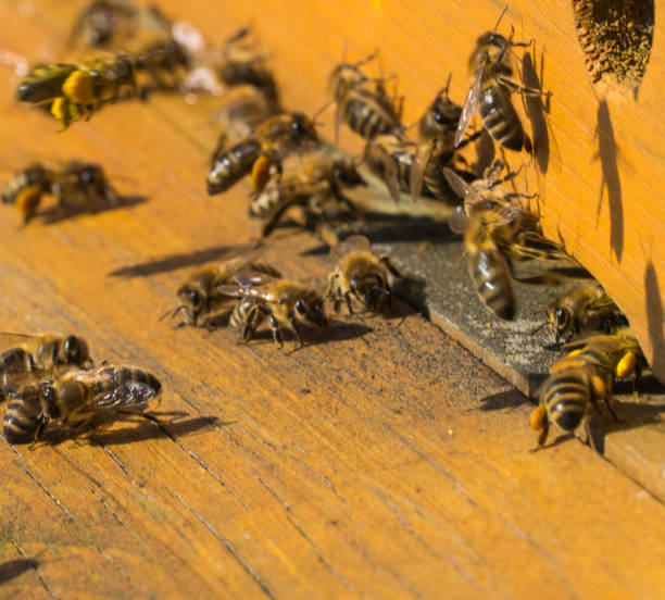 istock Crowds of bees on hive 2061530334