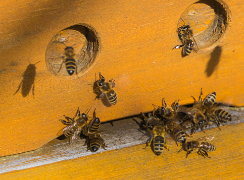 Bees in Gardens and Parks