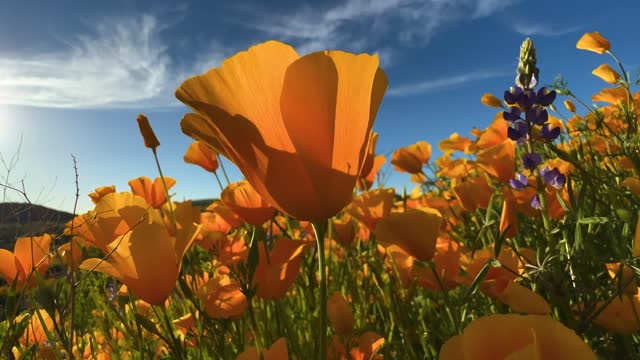 Desert wildflowers. Gold Poppies with blue sky in Arizona