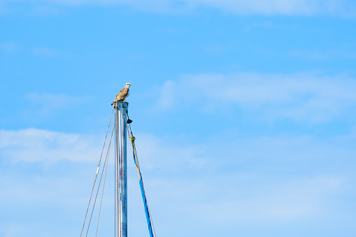 Osprey (Pandion haliaetus) a large bird of prey, the animal sits high on the mast of a boat in the harbor, the bird looks around.