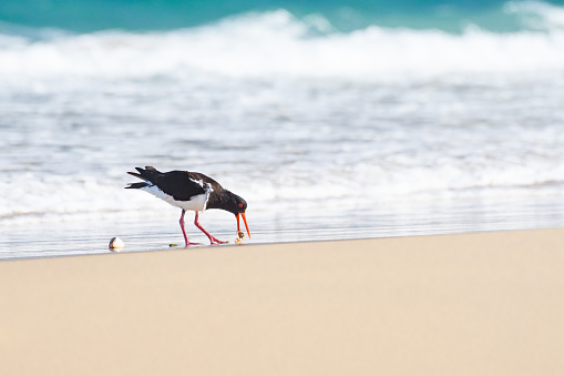 Eurasian oystercatcher (Haematopus ostralegus) a medium-sized bird with dark plumage with a red beak, the bird opens a mussel shell with its beak, the animal stands on a sandy beach on the seashore.