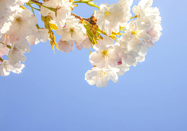 Blossom of white Sakura flowers on a spring tree branch over blue sky background with copy space for text or design.