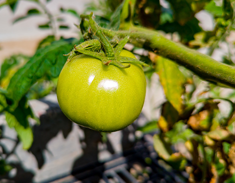 A green tomato attached to its root and in direct sunlight