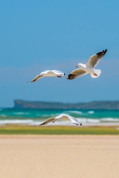 istock Silver gull (Chroicocephalus novaehollandiae), a medium-sized bird with white and gray plumage, the animal flies low over the sandy beach on the seashore. 2061557943