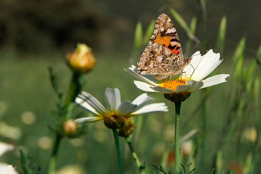 Vanessa cardui or painted lady. Butterfly side view over daisy flower