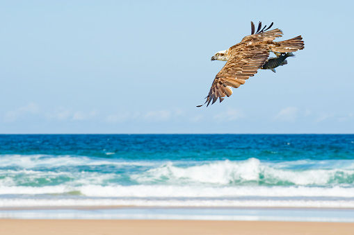 Osprey (Pandion haliaetus) a large bird of prey, an animal in flight with a hunted fish in its talons.