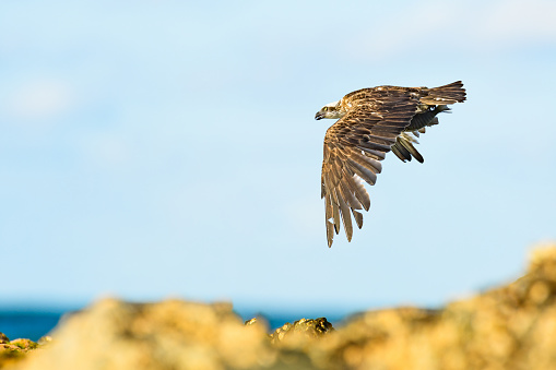 Osprey (Pandion haliaetus) a large bird of prey, an animal in flight with a hunted fish in its talons.