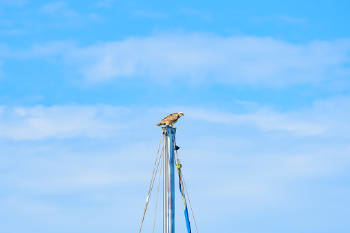 Osprey (Pandion haliaetus) a large bird of prey, the animal sits high on the mast of a boat in the harbor, the bird looks around.