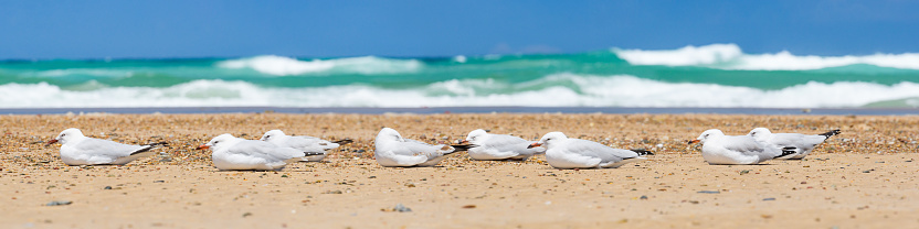 Silver gull (Chroicocephalus novaehollandiae) a medium-sized bird with white and gray plumage, the animal sits on a sandy beach on the seashore and rests.