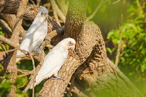 Beautiful small birds in Africa. Fischer's lovebird, agapornis fischer, near threatened species.