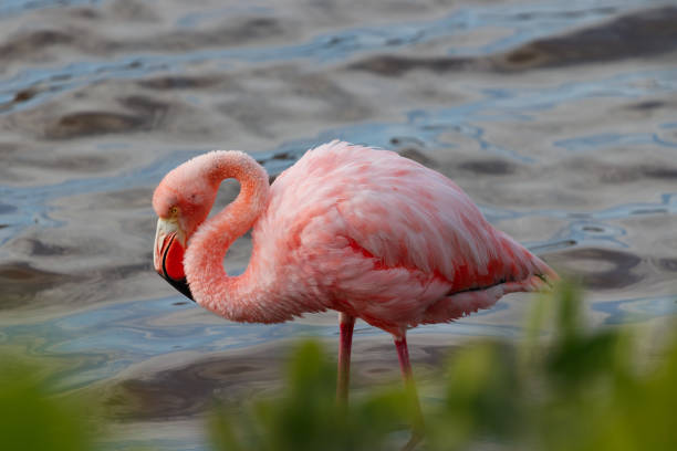 istock Flamingo close up standing in water seen through shrubs in galapagos ecuador 2061591869