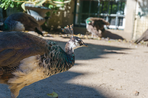 A peacock at Evora Public park, Jardim publico de Evora, Alentejo, Portugal.