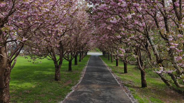 Natural park trail with cherry trees in bloom, which line the path in New Jersey