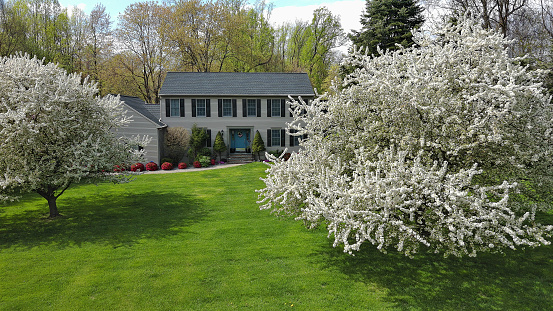 Apple trees in blossom in spring season. Small house hiding in colorful apple trees in New Jersey.