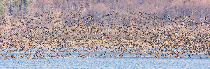 Greylag goose (Anser anser) a flock of several thousand large water birds took off from the lake, a view of flying birds on a sunny day.