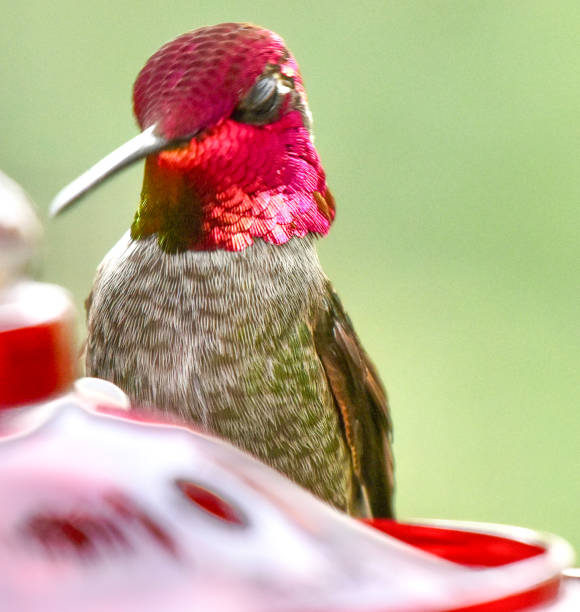 Sweet colorful iridescent pink and green male Anna’s Hummingbird eyes closed sleeping on bird feeder
