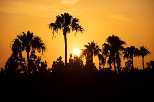 Sunset silhouetted palm trees in downtown Irvine, California, USA.