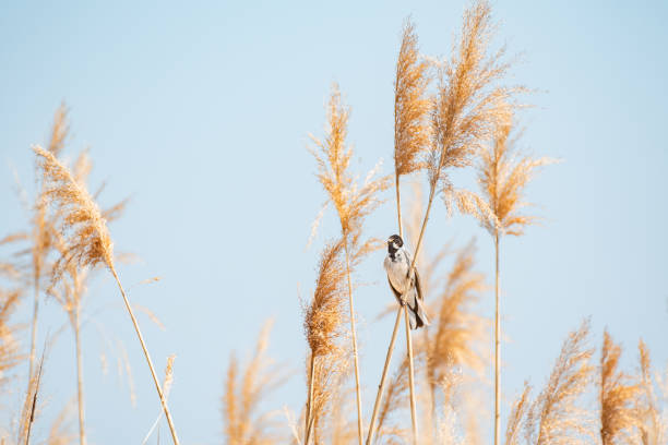 Common reed bunting (Schoeniclus schoeniclus) a male small bird with a black head, brown wings and a light belly, sits on a reed and sings on a sunny day.