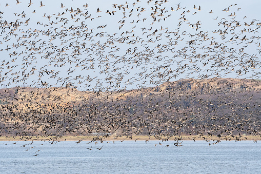 A large flock of geese took off from the water, the birds fly over the lake in a large group. A species of large water bird.