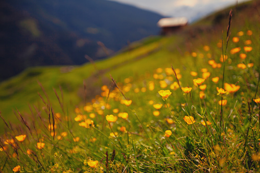View of yellow flowers in the foreground at Stelvio National Park.