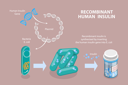 3D Isometric Flat Vector Conceptual Illustration of Recombinant Human Insulin , Science and Technology