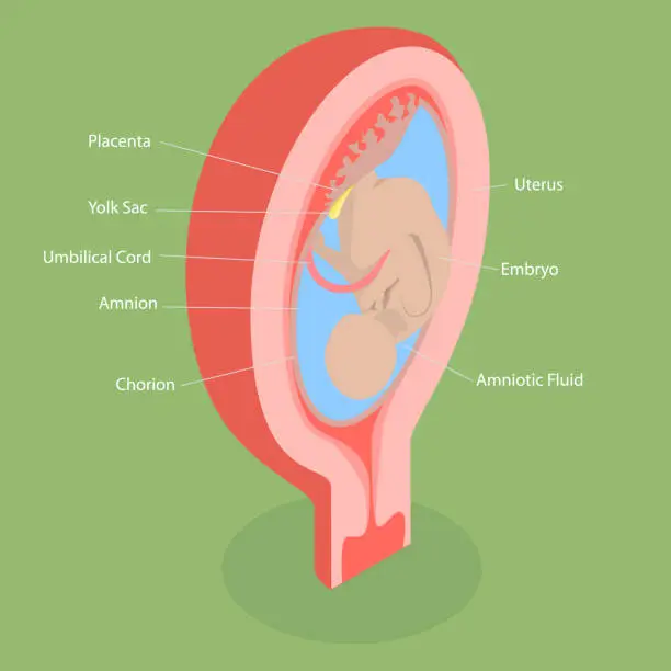 Vector illustration of 3D Isometric Flat Vector Conceptual Illustration of Placenta Anatomical Structure