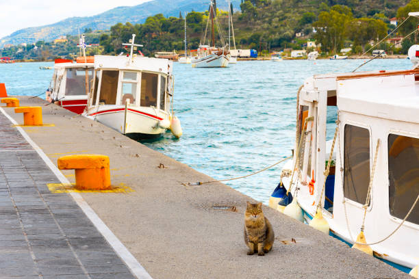 A stray long haired cat sits along the waterfront seaside promenade and dock next to a small fishing boat at the harbor of the Greek Island of Poros, in the Saronic Gulf of Southern Greece.