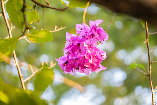 Pink bougainvillea flowers with blurred leaves background