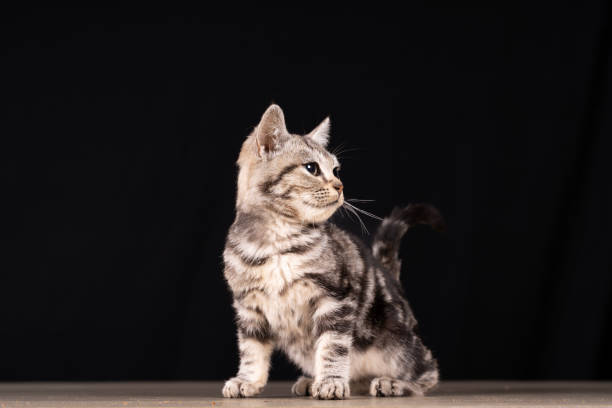 istock A cute little cat in the background 2061798980