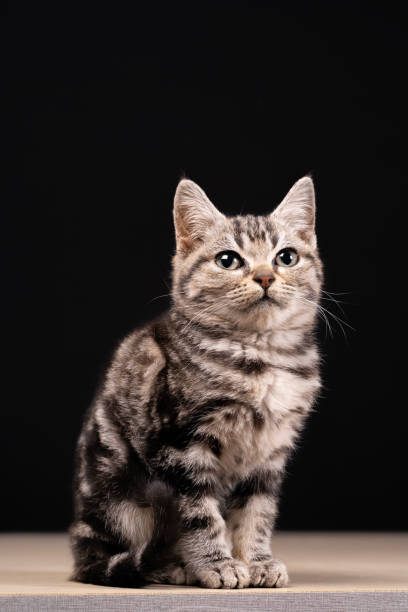 istock A cute little cat in the background 2061799166