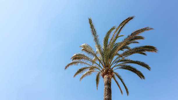 istock Palm tree on the background of a blue sunny sky 2061803207