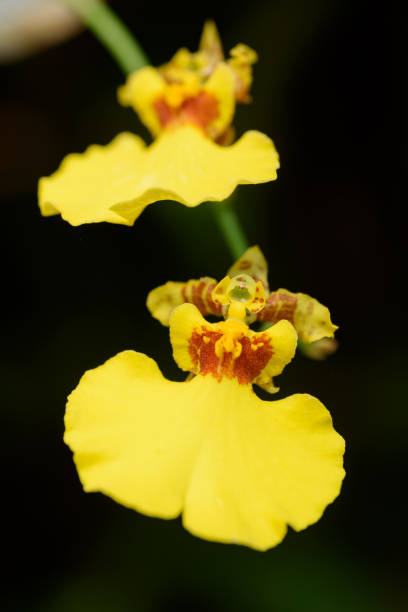 Beautiful orchid flowers decorate the tropical garden stock photo