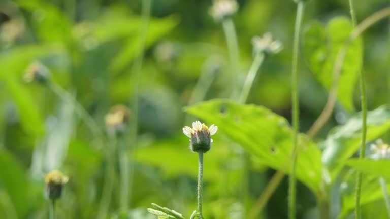 White flowers in spring wood. Plains blackfoot , Melampodium leucanthum,