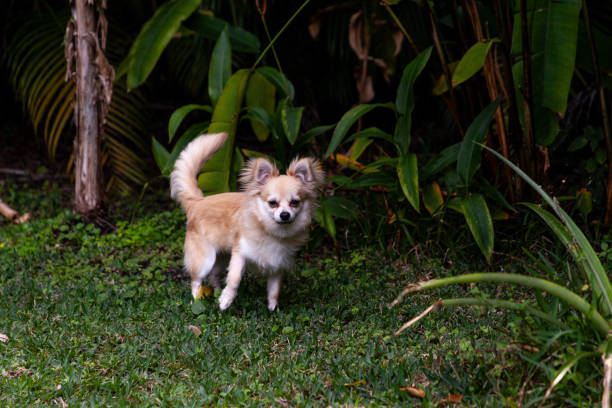 alerta mezcla de pomerania y chihuahua jugando en un patio verde - long haired chihuahua mixed breed dog purebred dog long hair fotografías e imágenes de stock