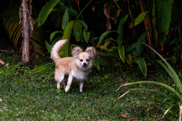 mix di chihuahua di pomerania che gioca in un cortile verde - long haired chihuahua mixed breed dog purebred dog long hair foto e immagini stock